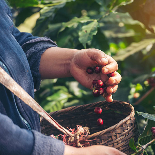 More Than Just Beans: Finding a Roasting Partner That Fuels Your Café’s Success